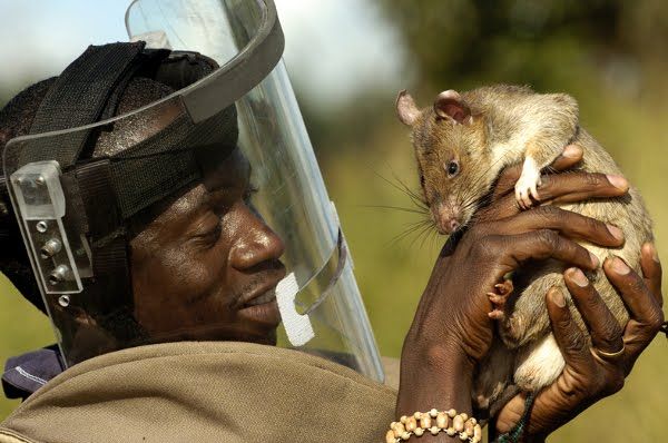 12 espécies de animais dotados de sentidos extraordinários! Quotes   