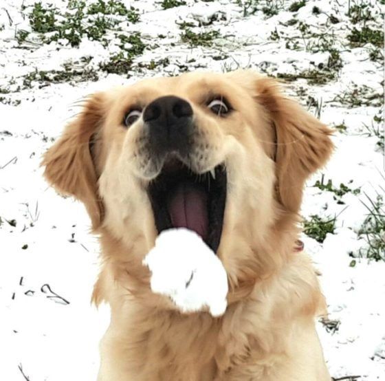 A reação incrível de animais vendo a neve Quotes   