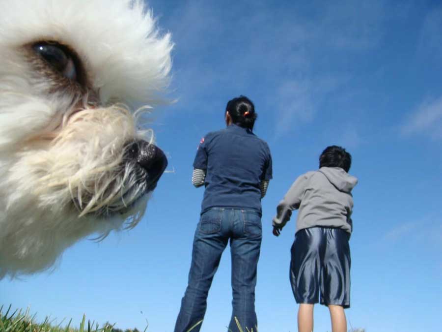 Esses animais entraram de penetra nas fotos e o resultado é genial. Quotes   