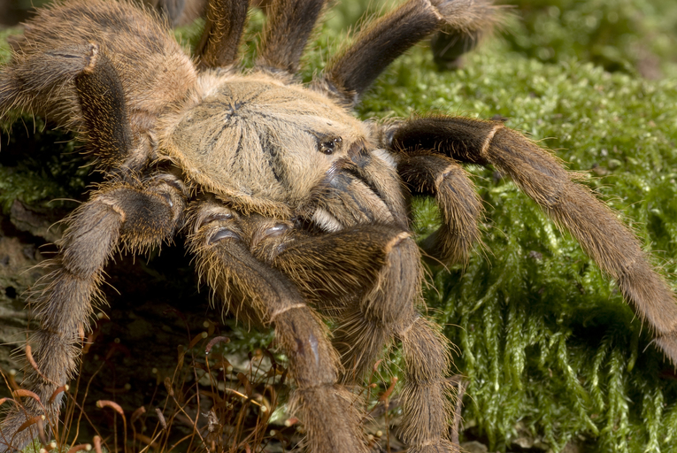 Estas são as aranhas mais perigosas do mundo Quotes   