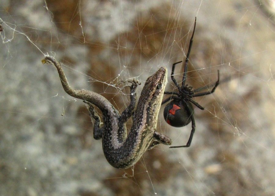 Estas são as aranhas mais perigosas do mundo Quotes   