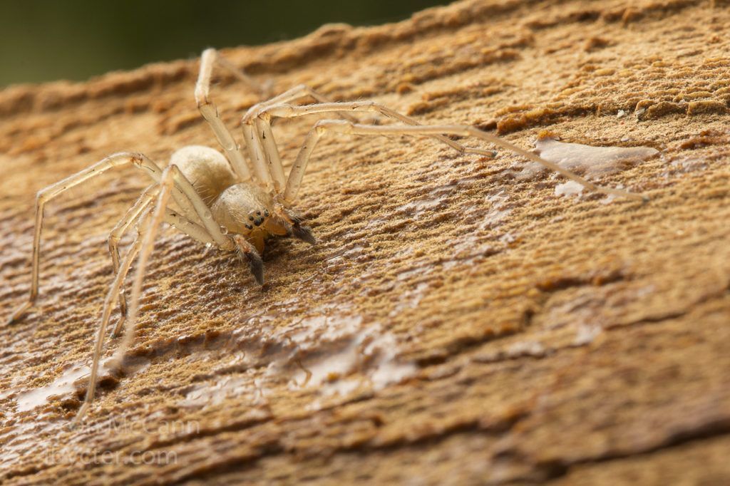 Estas são as aranhas mais perigosas do mundo Quotes