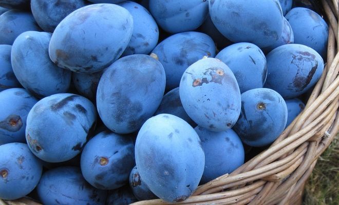 Frutas para comer sem moderação para perder peso Quotes   