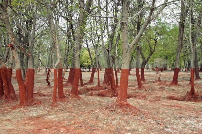 18 fotos que parecem ser alteradas mas são verdadeiras! Quotes