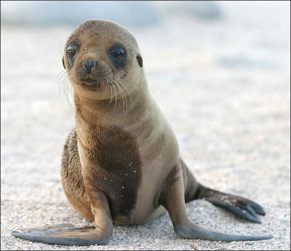 Estes bebês animais são adoráveis! Você vai se derreter! Quotes   