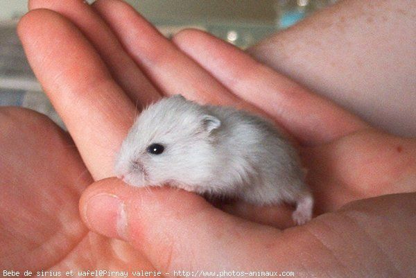 Estes bebês animais são adoráveis! Você vai se derreter! Quotes   