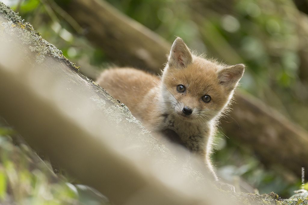 Estes bebês animais são adoráveis! Você vai se derreter! Quotes   