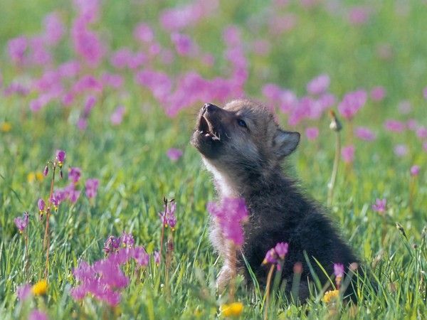 Estes bebês animais são adoráveis! Você vai se derreter! Quotes   