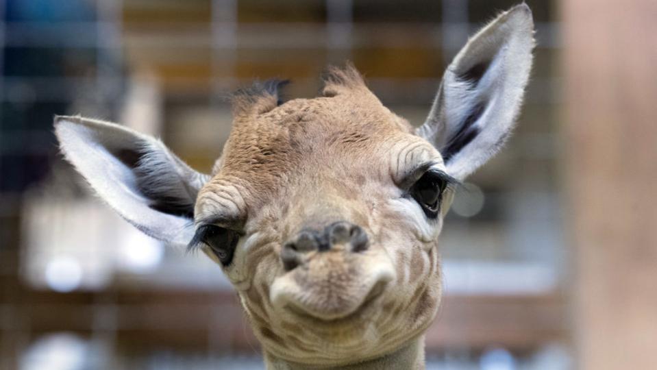 Estes bebês animais são adoráveis! Você vai se derreter! Quotes   