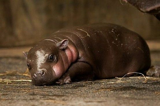 Estes bebês animais são adoráveis! Você vai se derreter! Quotes   