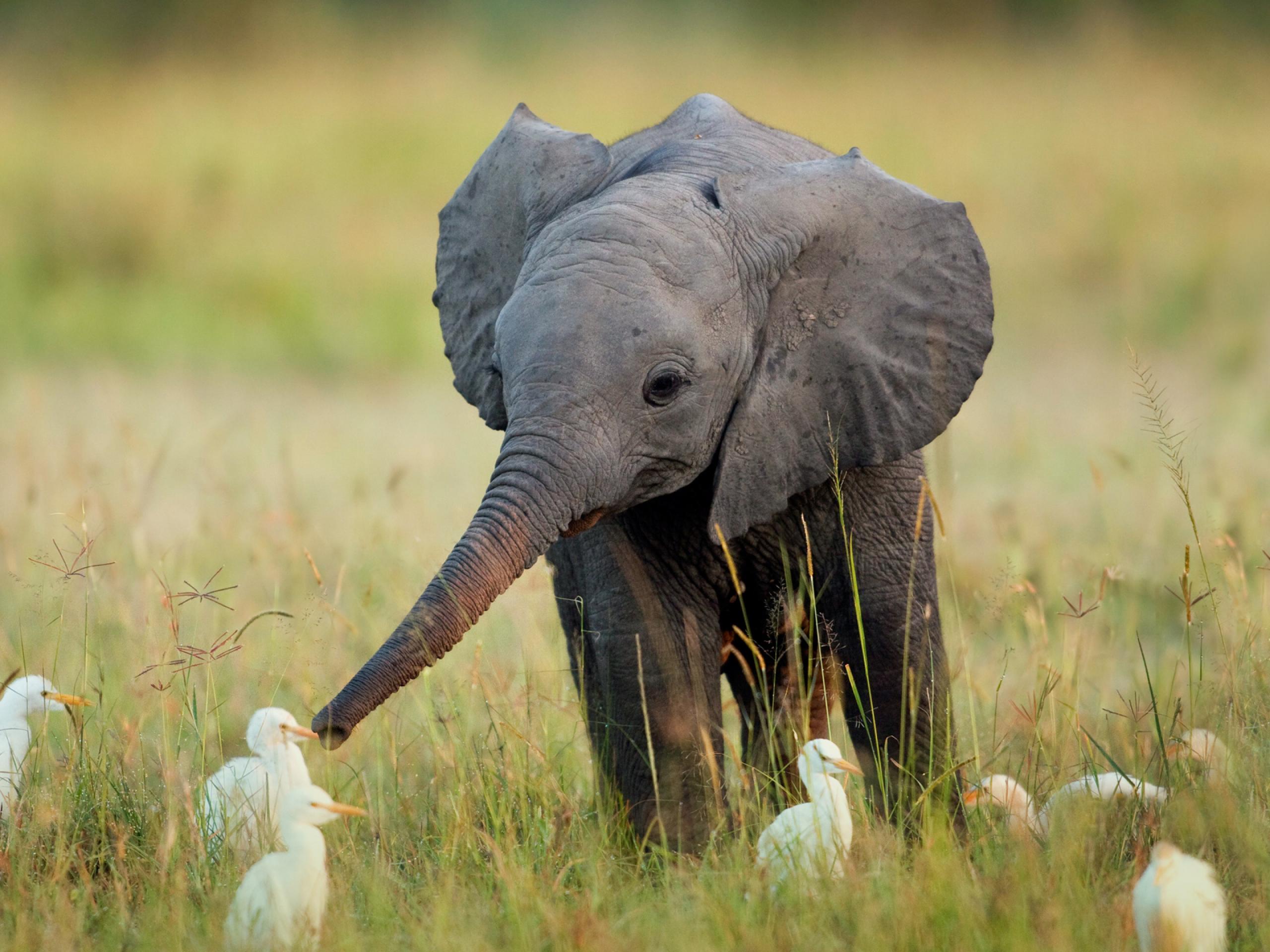 Estes bebês animais são adoráveis! Você vai se derreter! Quotes   