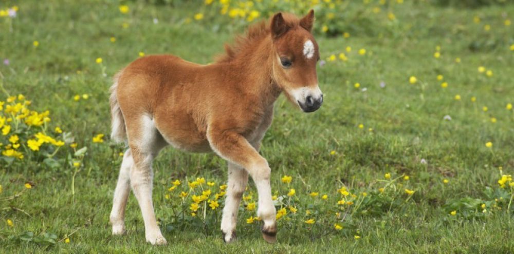 Estes bebês animais são adoráveis! Você vai se derreter! Quotes   