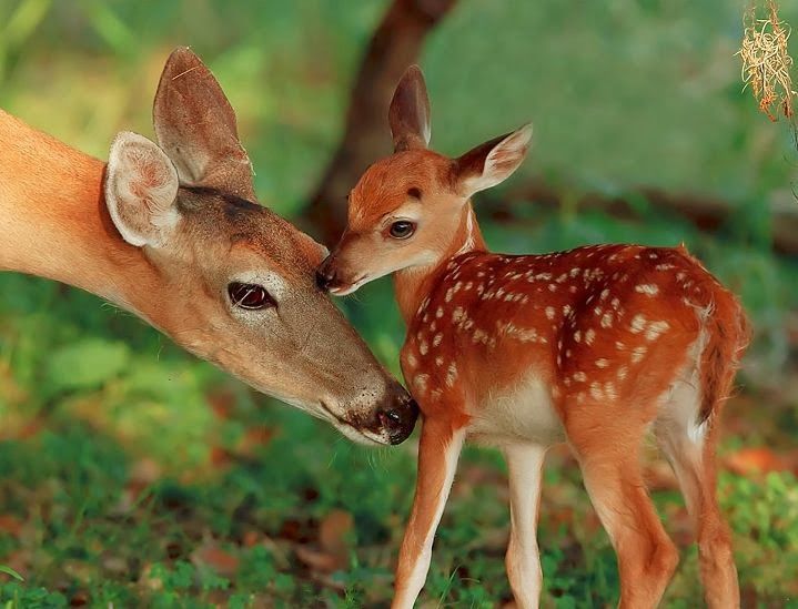 Estes bebês animais são adoráveis! Você vai se derreter! Quotes   