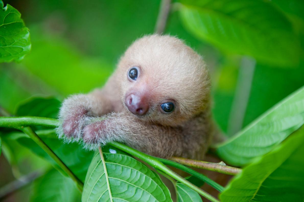 Estes bebês animais são adoráveis! Você vai se derreter! Quotes   