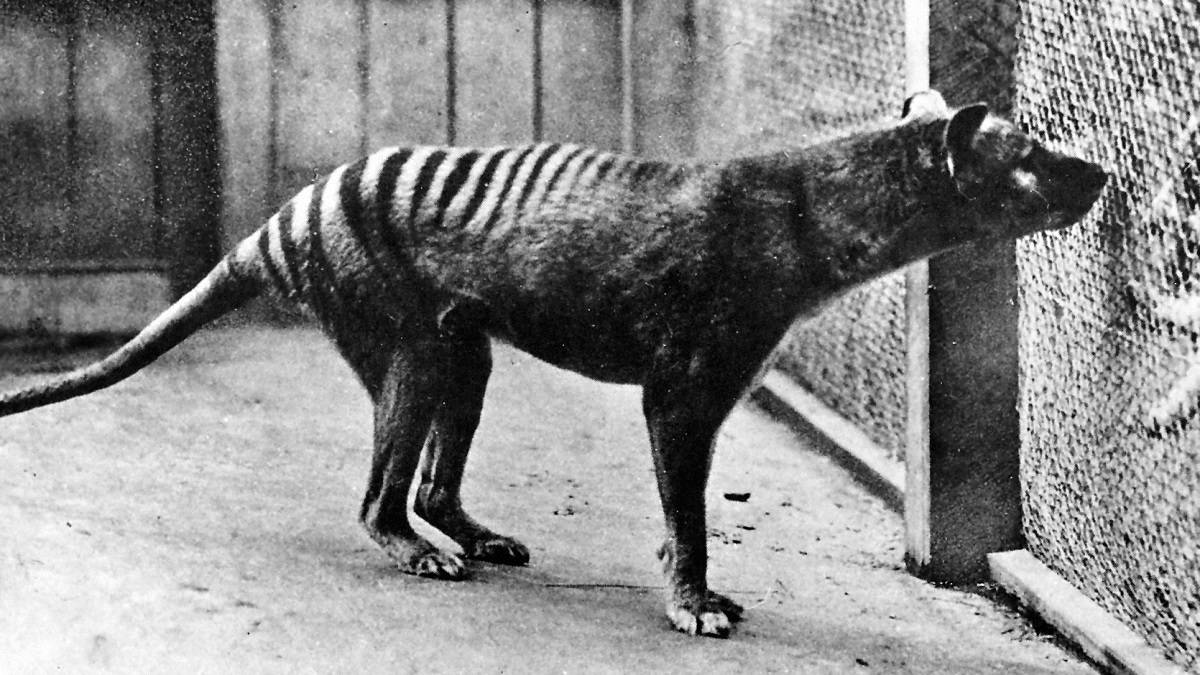 Triste mas verdadeiro: 10 animais extintos por causa do homem! Quotes   