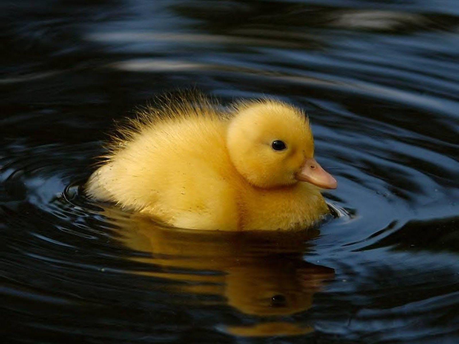 Estes bebês animais são adoráveis! Você vai se derreter! Quotes   