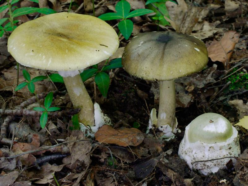 Os 23 alimentos mais perigosos do mundo! A evitar absolutamente ! Quotes