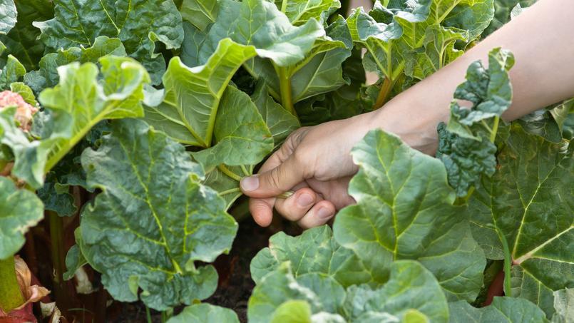 Os 23 alimentos mais perigosos do mundo! A evitar absolutamente ! Quotes