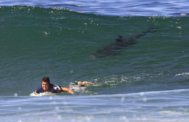 Atenção: essas praias são as que mais tem tubarões no mundo Quotes   