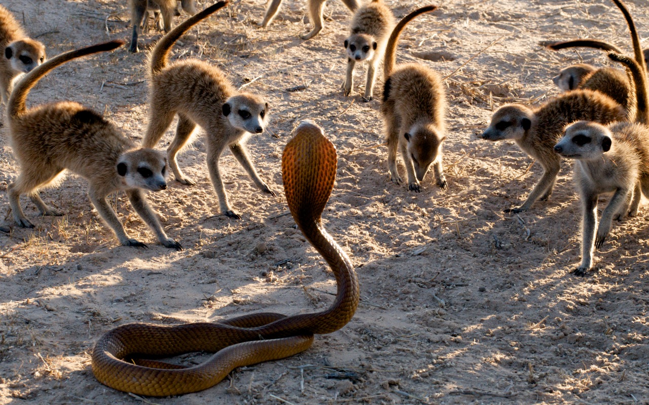 Esses 10 animais são predadores de serpentes Quotes   